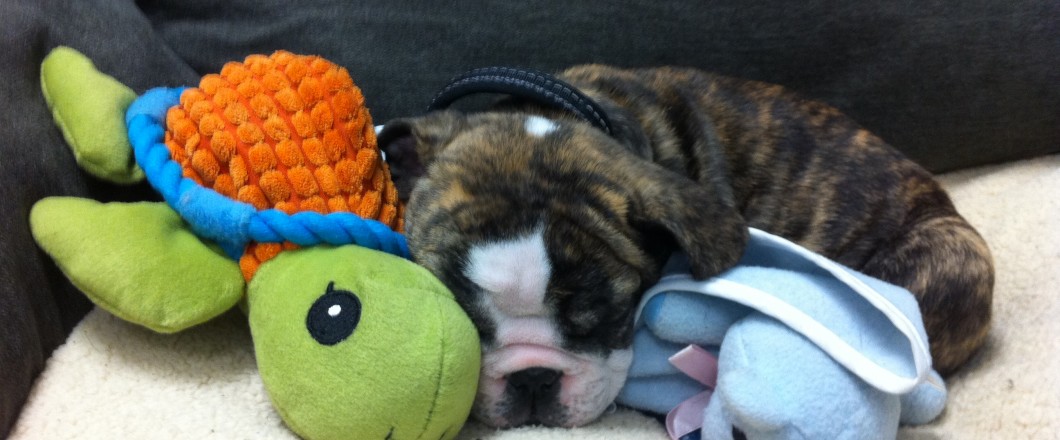 Ozzie asleep with toys